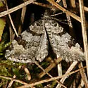 Xanthorhoe abrasaria - Hodges#7370
