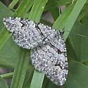 Xanthorhoe abrasaria - Hodges#7370 - photo 2