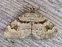 Xanthorhoe abrasaria - Hodges#7370 - photo 3