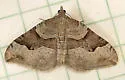 Xanthorhoe alticolata - Hodges#7385