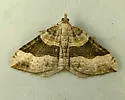 Xanthorhoe alticolata - Hodges#7385 - photo 4