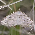 Xanthorhoe columelloides - Hodges#7393