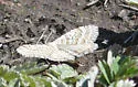 Xanthorhoe columelloides - Hodges#7393 - photo 4