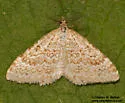 Xanthorhoe columelloides - Hodges#7393 - photo 5
