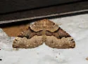 Xanthorhoe decoloraria - Hodges#7384