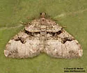 Xanthorhoe decoloraria - Hodges#7384 - photo 4