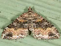 Xanthorhoe defensaria - Hodges#7386