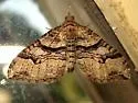 Xanthorhoe defensaria - Hodges#7386 - photo 4