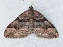 Xanthorhoe defensaria - Hodges#7386 - photo 5