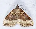 Xanthorhoe dentilinea - Hodges#7391