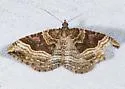 Xanthorhoe dentilinea - Hodges#7391 - photo 2