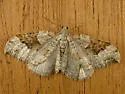 Xanthorhoe fossaria - Hodges#7380 - photo 4