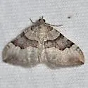 Xanthorhoe fossaria - Hodges#7380 - photo 5