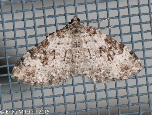 Xanthorhoe iduata - Hodges#7371