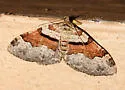 Labrador Carpet Moth - Hodges#7368 - Xanthorhoe labradorensis