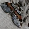 Labrador Carpet Moth - Hodges#7368 - photo 2