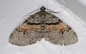Labrador Carpet Moth - Hodges#7368 - photo 4