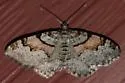 Labrador Carpet Moth - Hodges#7368 - photo 5