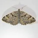 Xanthorhoe macdunnoughi - Hodges#7372 - Xanthorhoe macdunnoughi