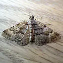 Xanthorhoe macdunnoughi - Hodges#7372 - photo 2