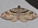 Xanthorhoe packardata - Hodges#7369 - Xanthorhoe packardata