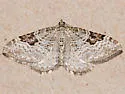 Xanthorhoe pontiaria - Hodges#7379