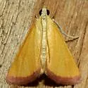Xanthostege plana - Hodges#4990 - Xanthostege plana