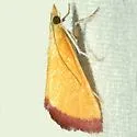 Xanthostege plana - Hodges#4990 - photo 2