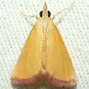 Xanthostege plana - Hodges#4990 - photo 3