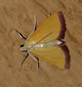 Xanthostege plana - Hodges#4990 - photo 4