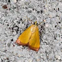 Xanthostege plana - Hodges#4990 - photo 5