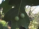 Xanthoteras eburneum