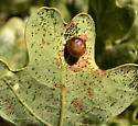 Xanthoteras eburneum - photo 2