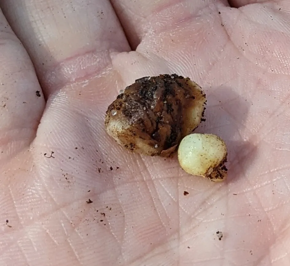 Xanthoteras radicola - photo 2