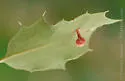 Ball-tipped Gall Wasp