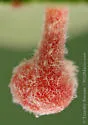 Ball-tipped Gall Wasp - photo 2