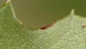 Ball-tipped Gall Wasp - photo 3