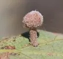 Ball-tipped Gall Wasp - photo 4
