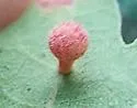 Ball-tipped Gall Wasp - photo 5