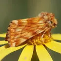 Xanthothrix neumoegeni - Hodges#9771
