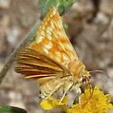 Xanthothrix neumoegeni - Hodges#9771 - photo 2
