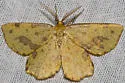 Rufous Geometer Moth - Hodges#6742