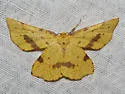 Rufous Geometer Moth - Hodges#6742 - photo 2