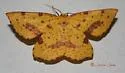 Rufous Geometer Moth - Hodges#6742 - photo 3