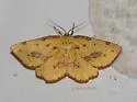 Rufous Geometer Moth - Hodges#6742 - photo 4
