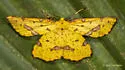 Rufous Geometer Moth - Hodges#6742 - photo 5