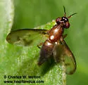 Xeniconeura costalis