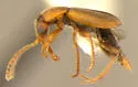 Xenicopoda helenae