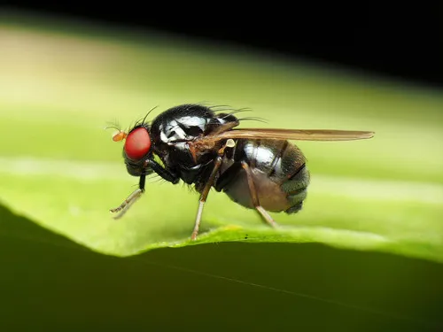 Xenochaetina flavipennis - photo 3