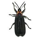 Xenochalepus ater